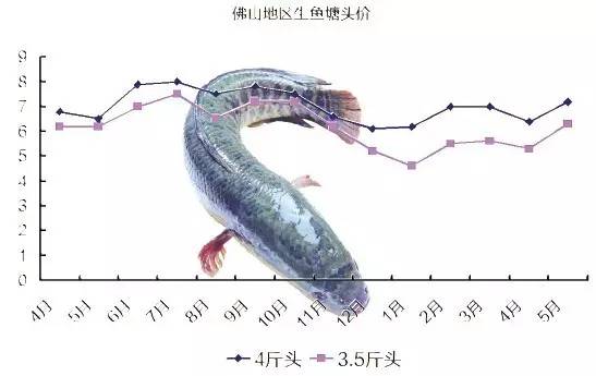 广东黑鱼价格走势最新分析